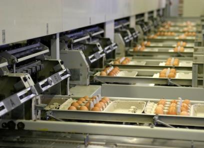 بسته بندی صنعتی تخم مرغ
