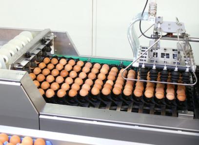 قیمت کندلینگ نوربینی تخم مرغ + پخش تولیدی عمده کارخانه