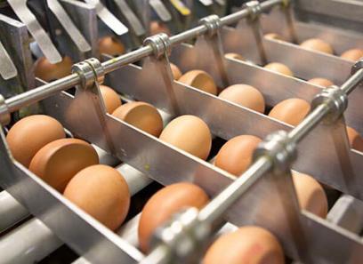 قیمت دستگاه بسته بندی تخم مرغ + پخش تولیدی عمده کارخانه