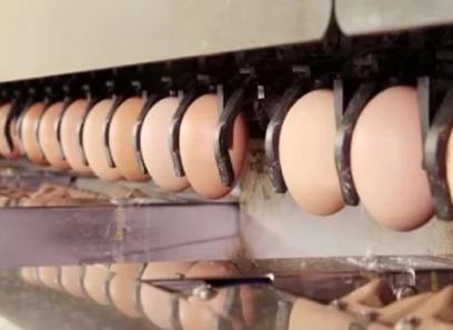 خرید دستگاه جت پرینتر تخم مرغ + قیمت عالی با کیفیت تضمینی